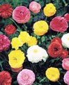 Ranunculus Peony Flowering Mixture